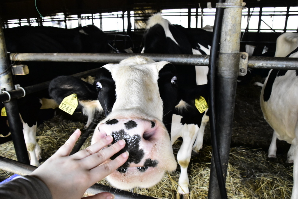 f:id:sakurakura0:20180610194737j:plain f:id:sakurakura0:20180610194737j:plain