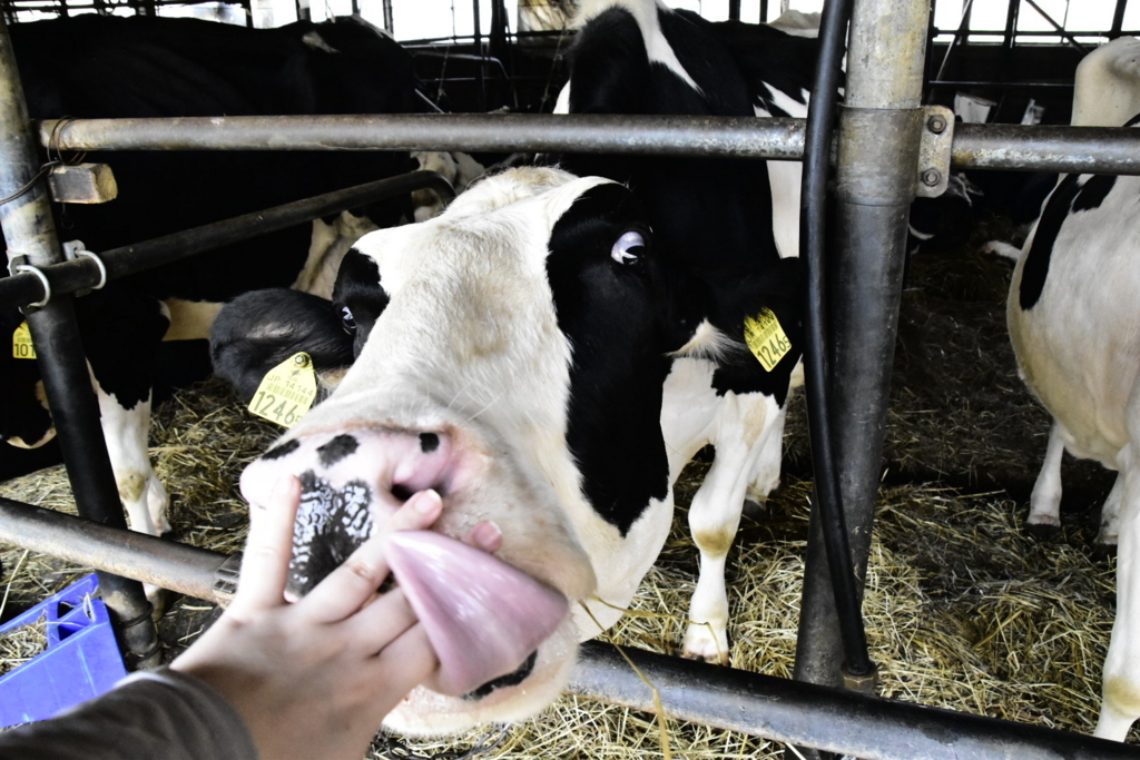 f:id:sakurakura0:20180610194741j:plain f:id:sakurakura0:20180610194741j:plain