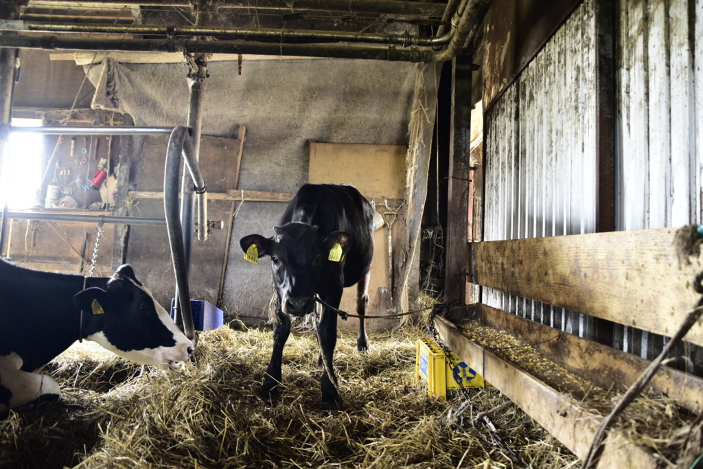 f:id:sakurakura0:20180610194751j:plain f:id:sakurakura0:20180610194751j:plain