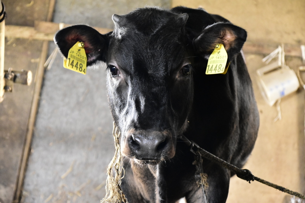 f:id:sakurakura0:20180610194754j:plain f:id:sakurakura0:20180610194754j:plain