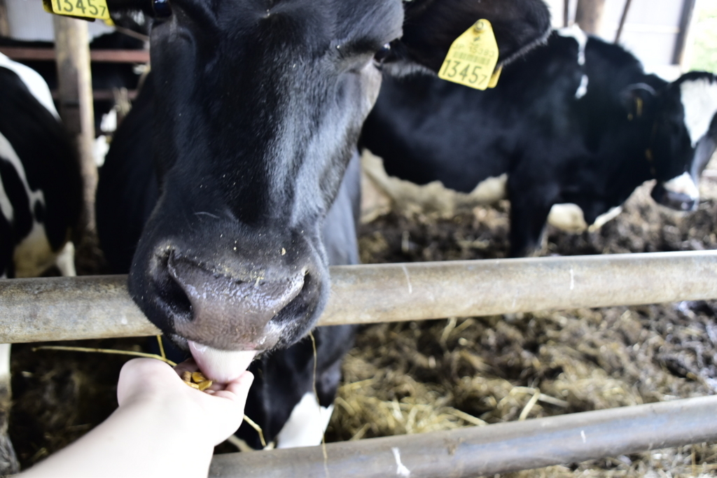 f:id:sakurakura0:20180610194816j:plain f:id:sakurakura0:20180610194816j:plain