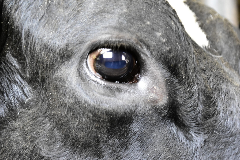 f:id:sakurakura0:20180610194821j:plain f:id:sakurakura0:20180610194821j:plain