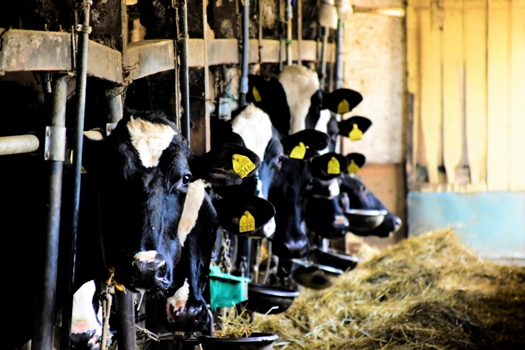 f:id:sakurakura0:20180610201258j:plain f:id:sakurakura0:20180610201258j:plain