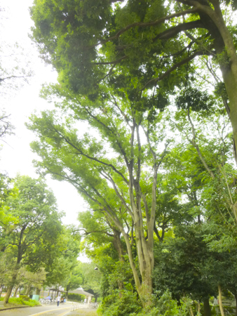 f:id:sakuramiyuki:20190816181504j:plain