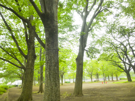 f:id:sakuramiyuki:20190816181548j:plain