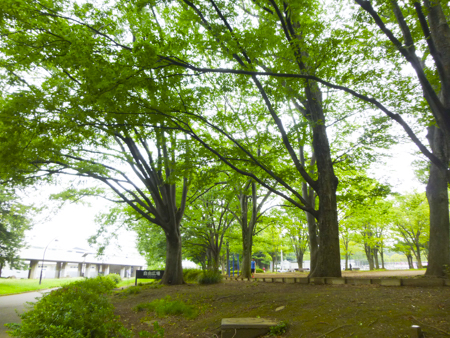 f:id:sakuramiyuki:20190816181551j:plain