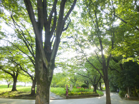f:id:sakuramiyuki:20190816181613j:plain