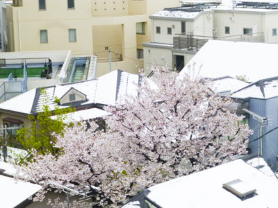 f:id:sakuramiyuki:20200403222814j:plain