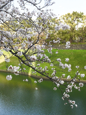 f:id:sakuramiyuki:20200403225547j:plain