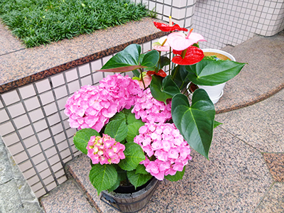 f:id:sakuramiyuki:20200630211034j:plain f:id:sakuramiyuki:20200630211034j:plain