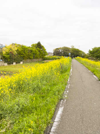 f:id:sakuramiyuki:20210406203855j:plain