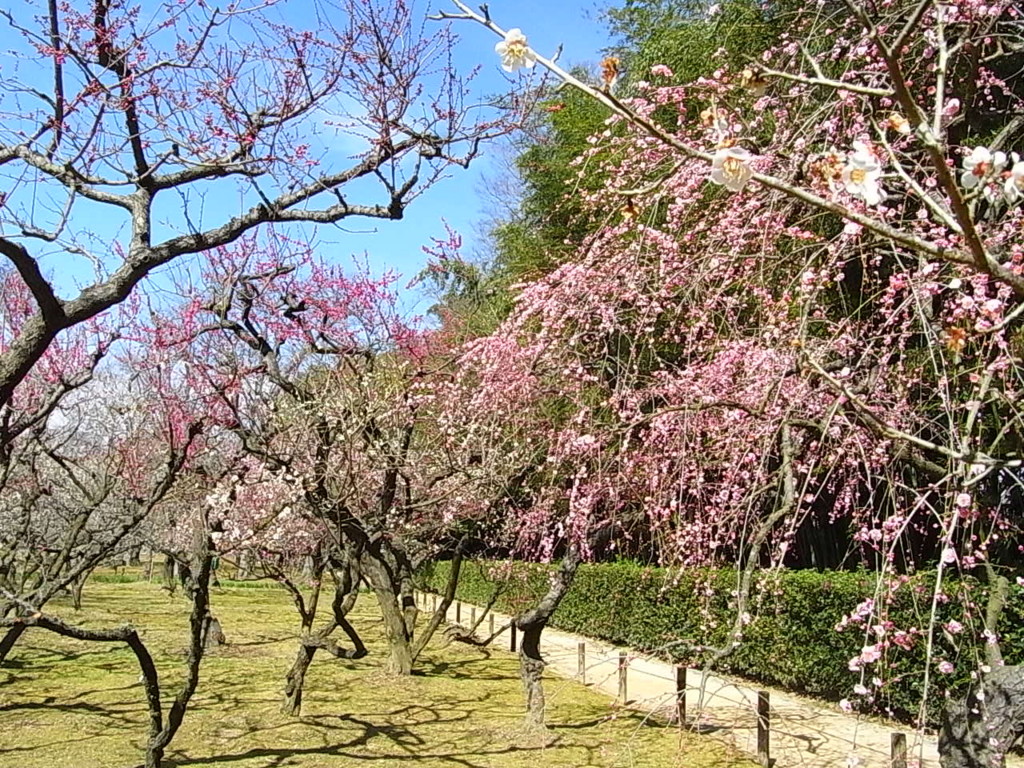 f:id:sakuramori:20170227131012j:plain