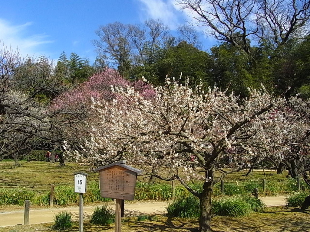 f:id:sakuramori:20170227131433j:plain