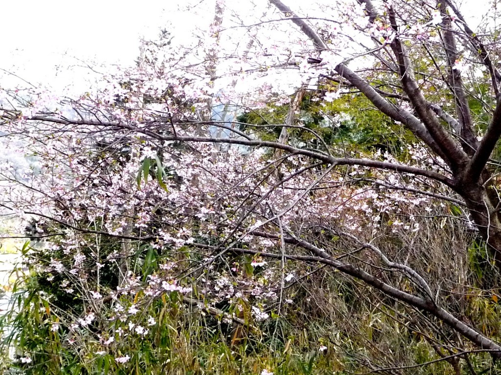 f:id:sakuramori:20170322150731j:plain