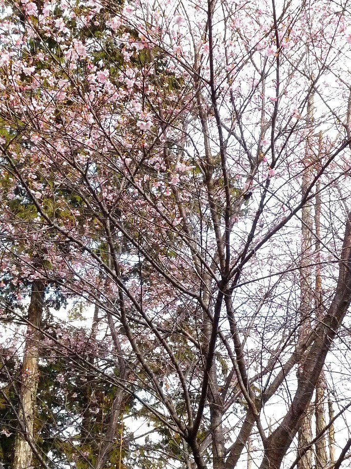 f:id:sakuramori:20170322150812j:plain