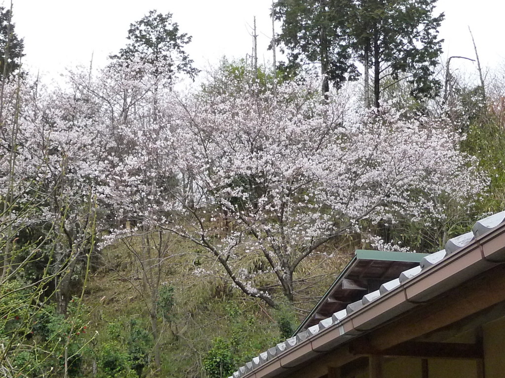 f:id:sakuramori:20170409115052j:plain