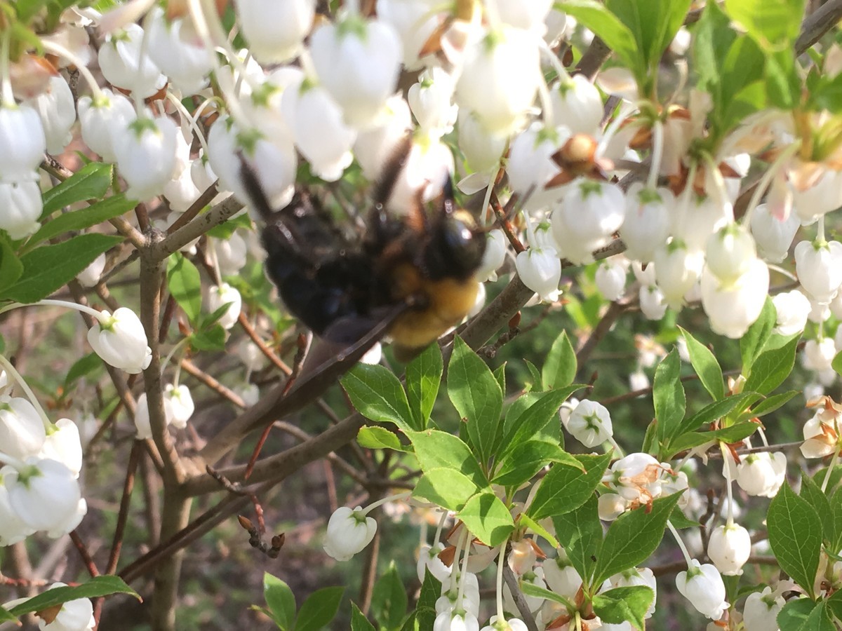 f:id:sakuramori:20190421161818j:plain