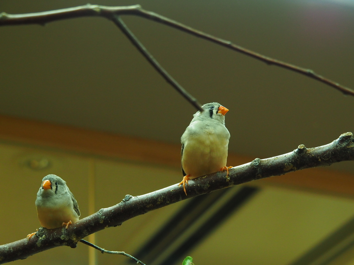 f:id:sakuramotitea:20190918132609j:plain
