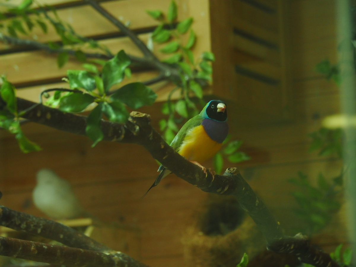 f:id:sakuramotitea:20190918133640j:plain