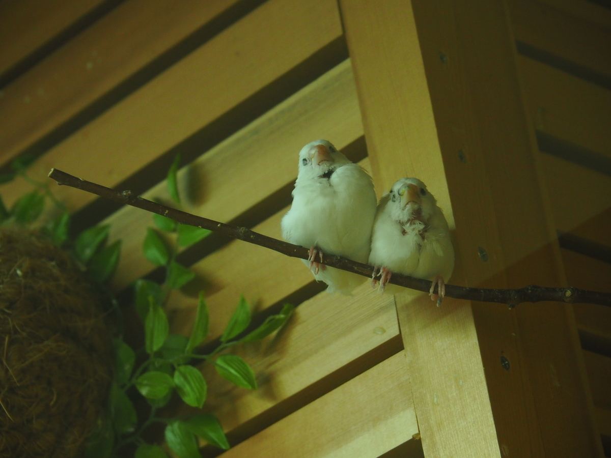 f:id:sakuramotitea:20190918133755j:plain
