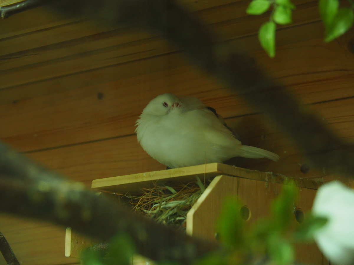 f:id:sakuramotitea:20190918133829j:plain