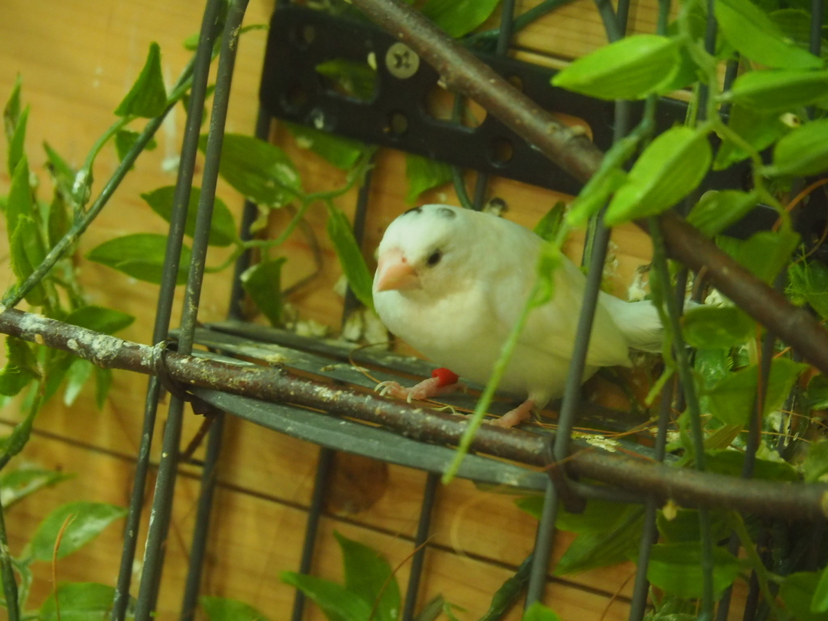 f:id:sakuramotitea:20190918134128j:plain