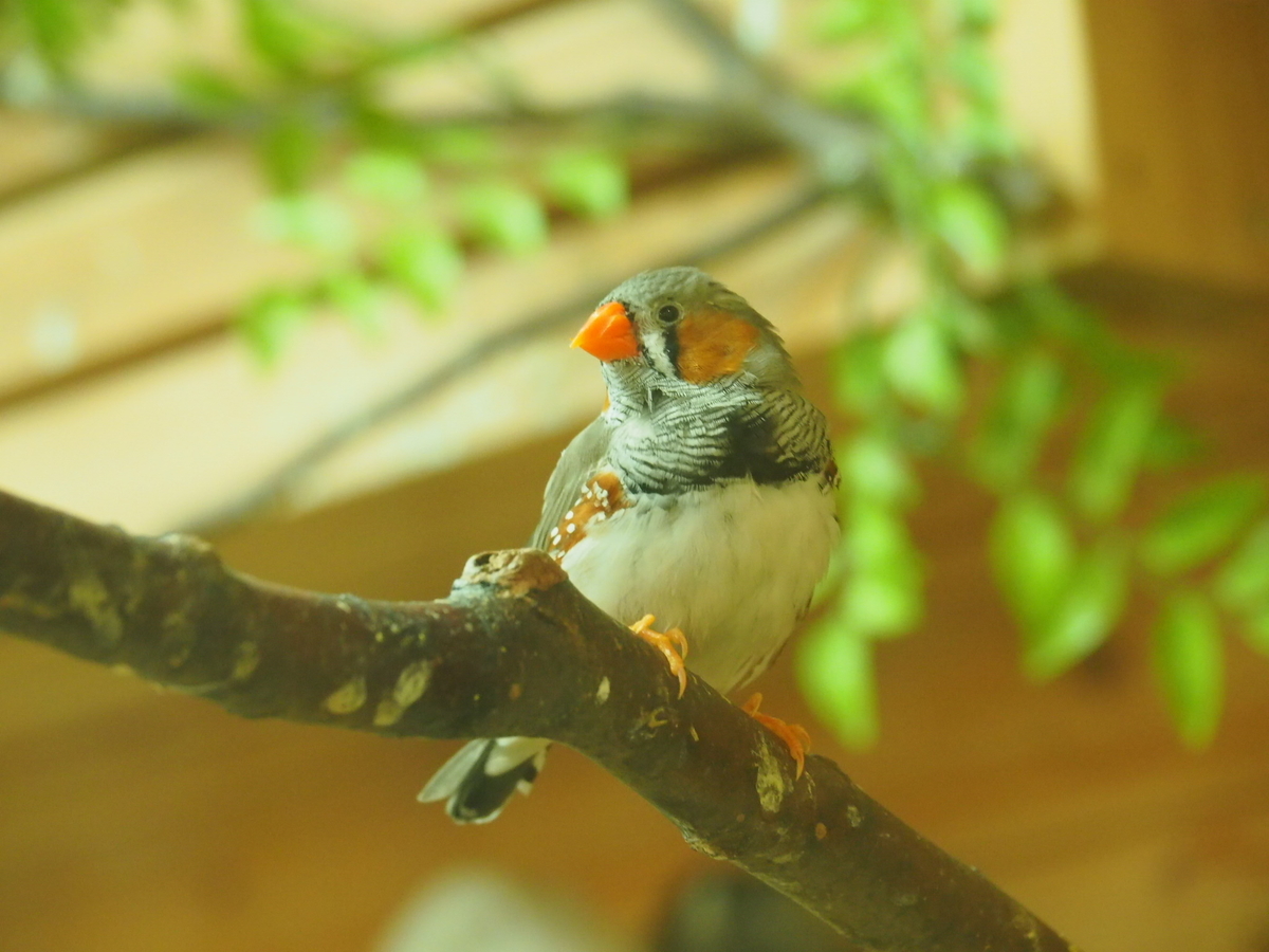 f:id:sakuramotitea:20190918134327j:plain