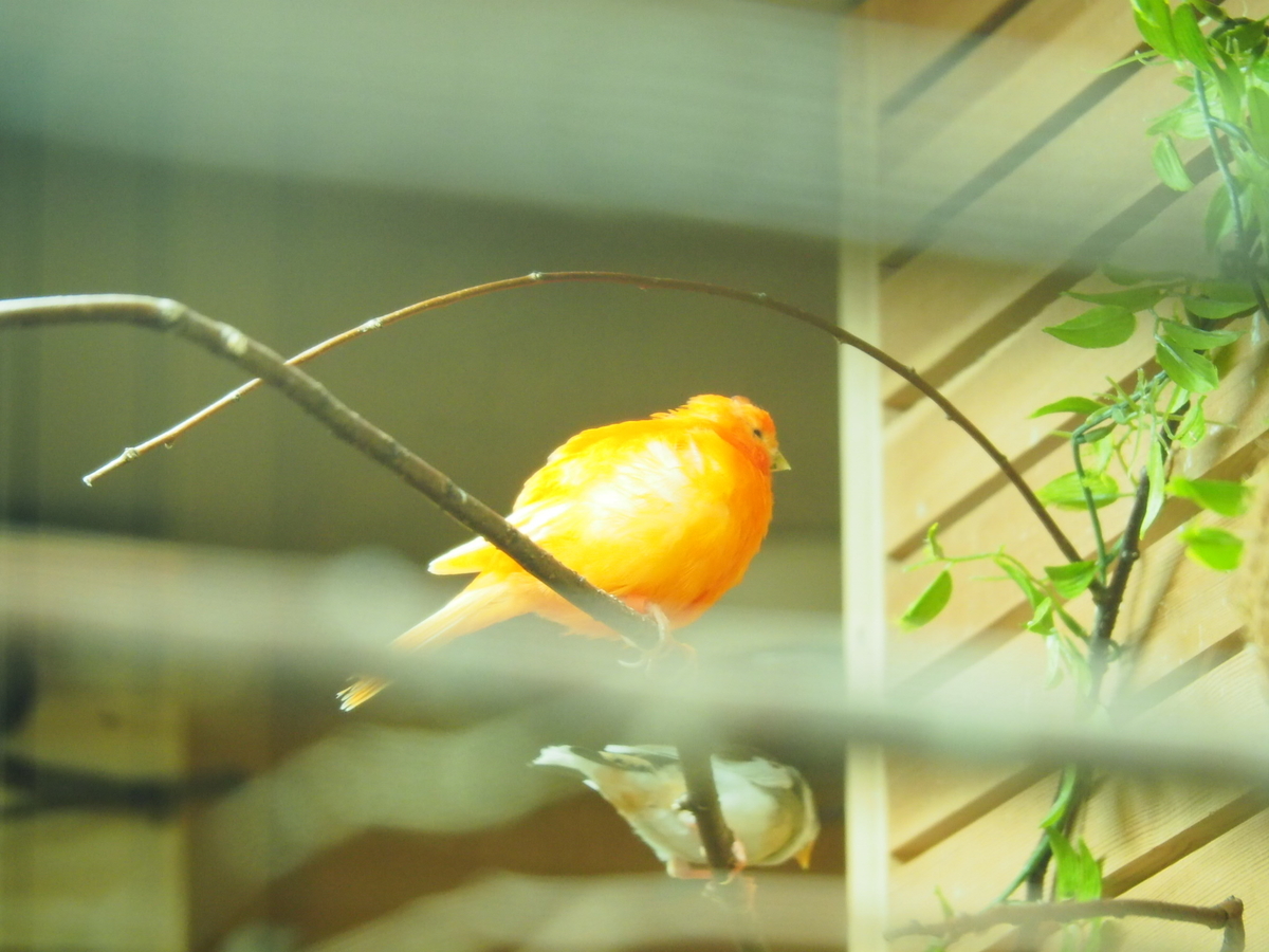 f:id:sakuramotitea:20190918134702j:plain