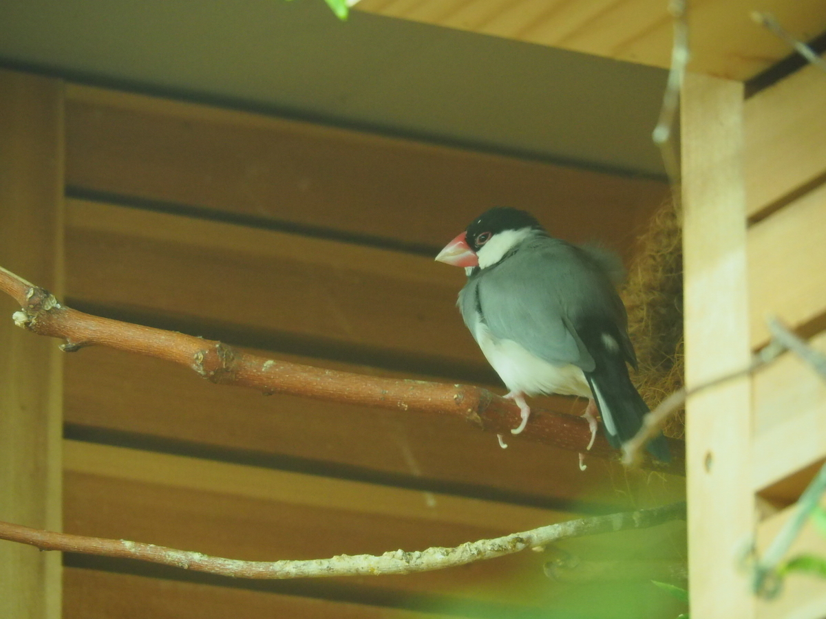 f:id:sakuramotitea:20190918134852j:plain