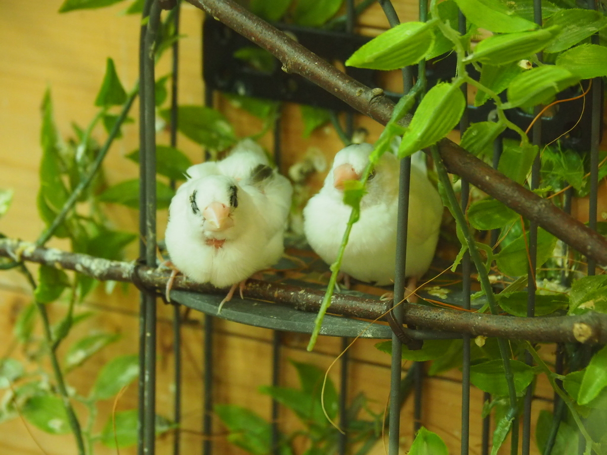 f:id:sakuramotitea:20190918134929j:plain