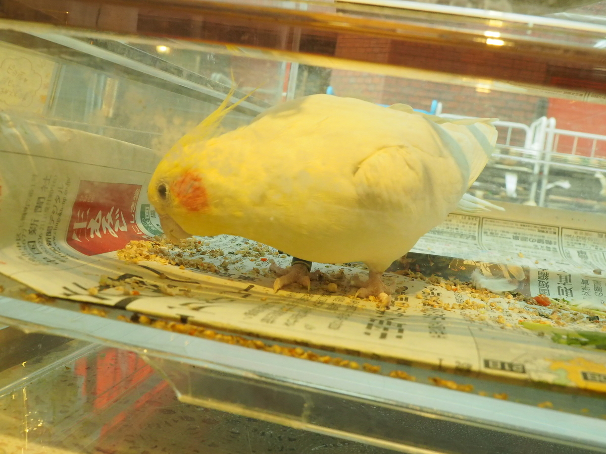 f:id:sakuramotitea:20190918135018j:plain