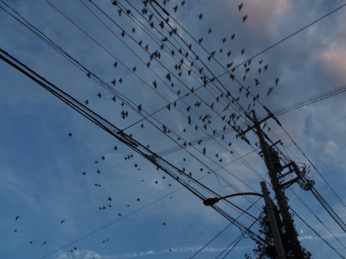 f:id:sakuramotitea:20191008130357j:plain