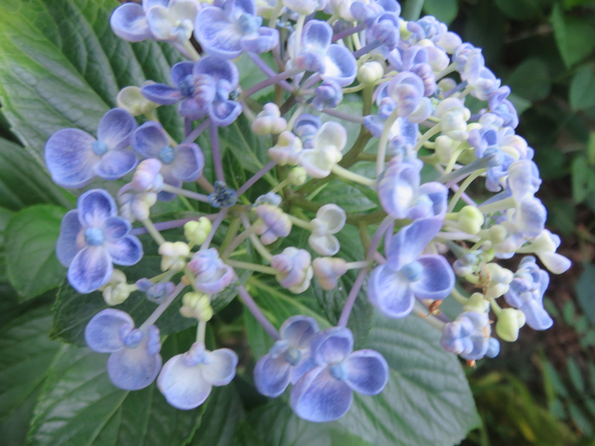紫陽花「ポップコーン」 7 - さくらの部屋（庭）の花日記