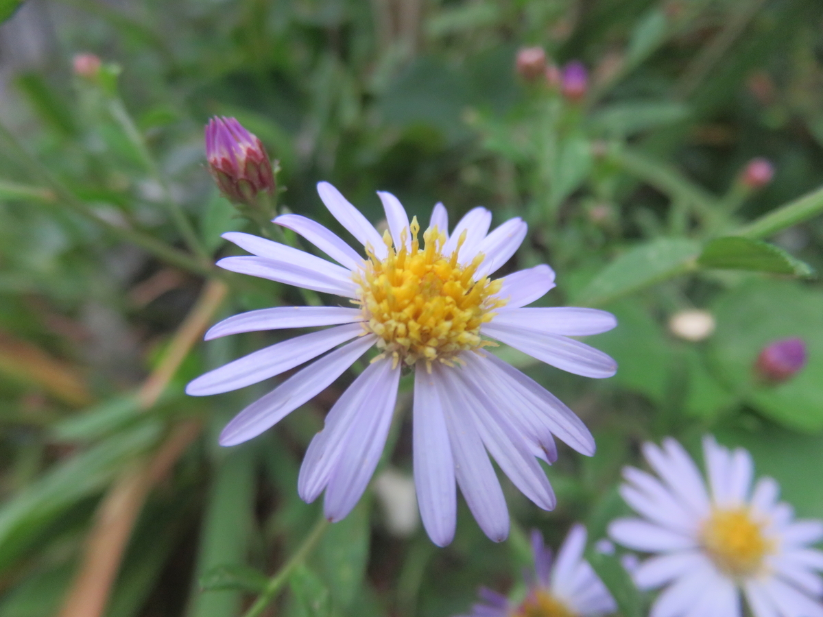 ゆうがきく？ 野紺菊？ - さくらの部屋（庭）の花日記