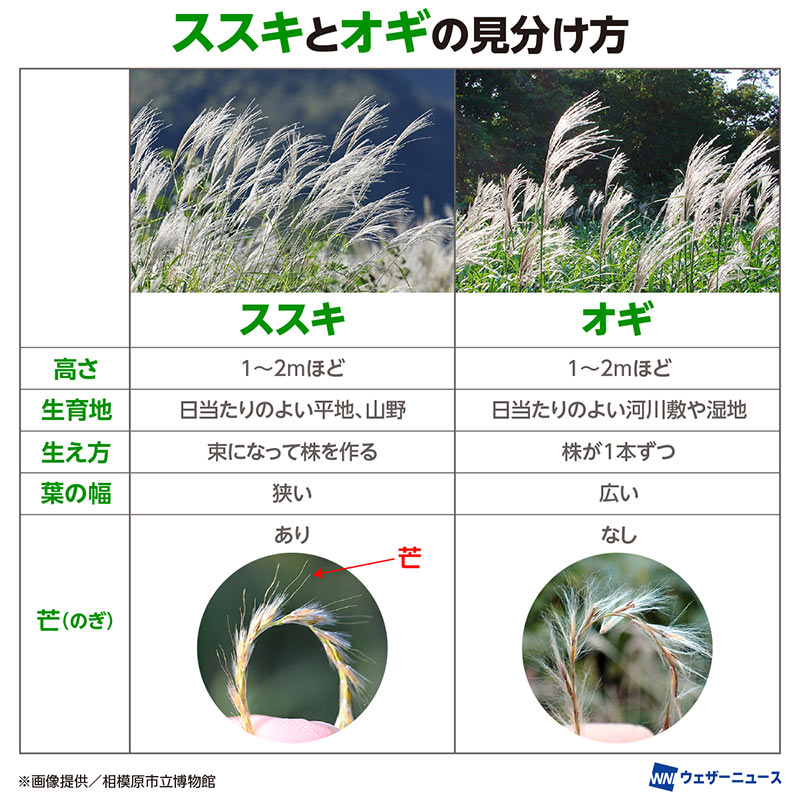 ススキとオギの見分け方・・・ - さくらの部屋(庭)の花日記