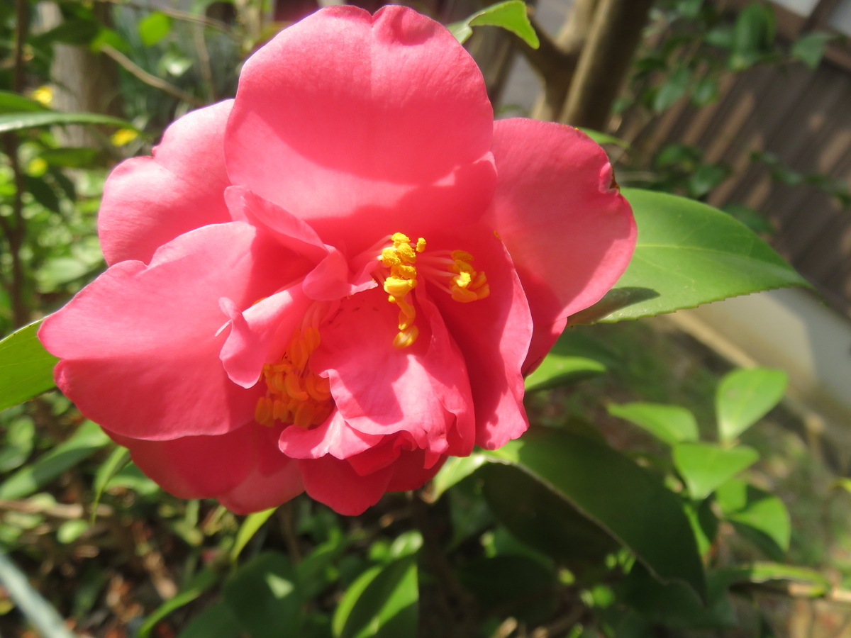 椿 自然実生椿 - さくらの部屋（庭）の花日記