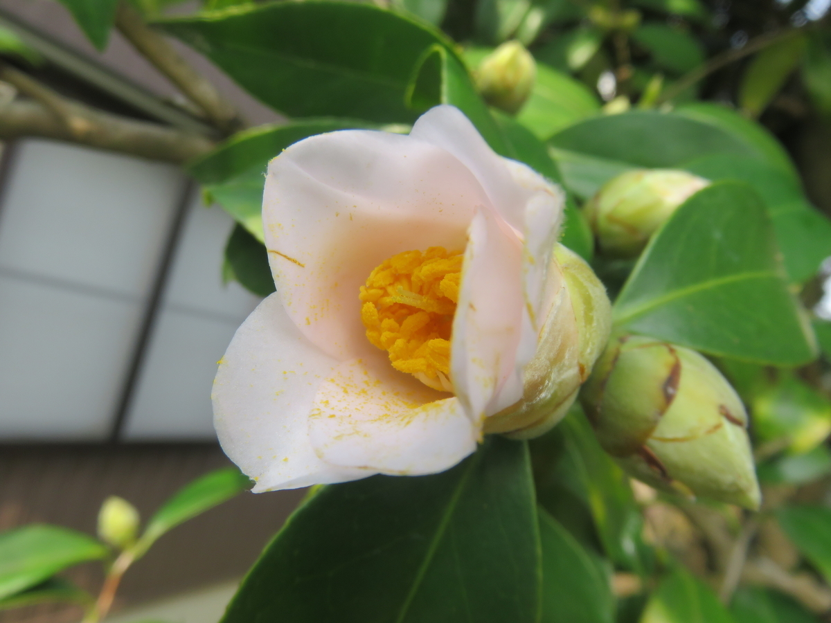 椿「花仙山」 2 - さくらの部屋(庭)の花日記