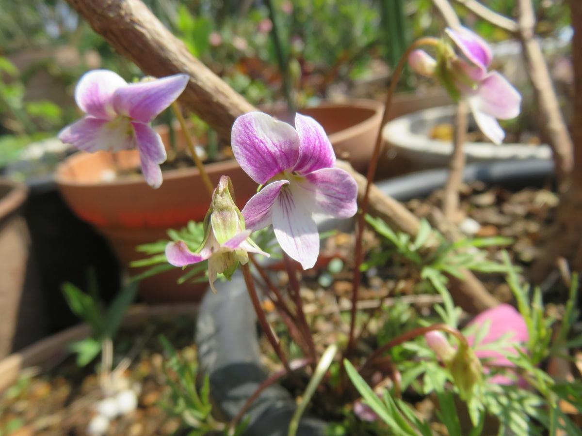 菫 2種 - さくらの部屋(庭)の花日記