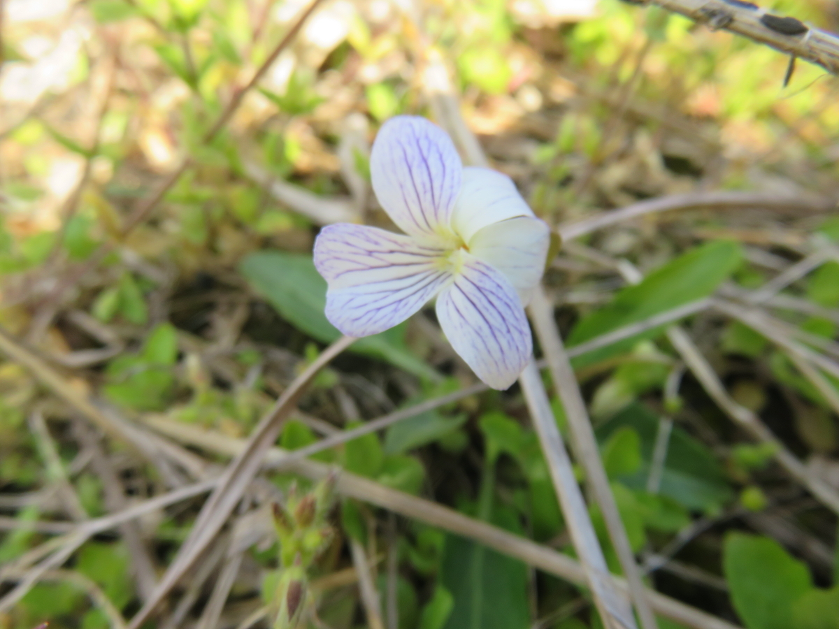 菫 2種 - さくらの部屋(庭)の花日記
