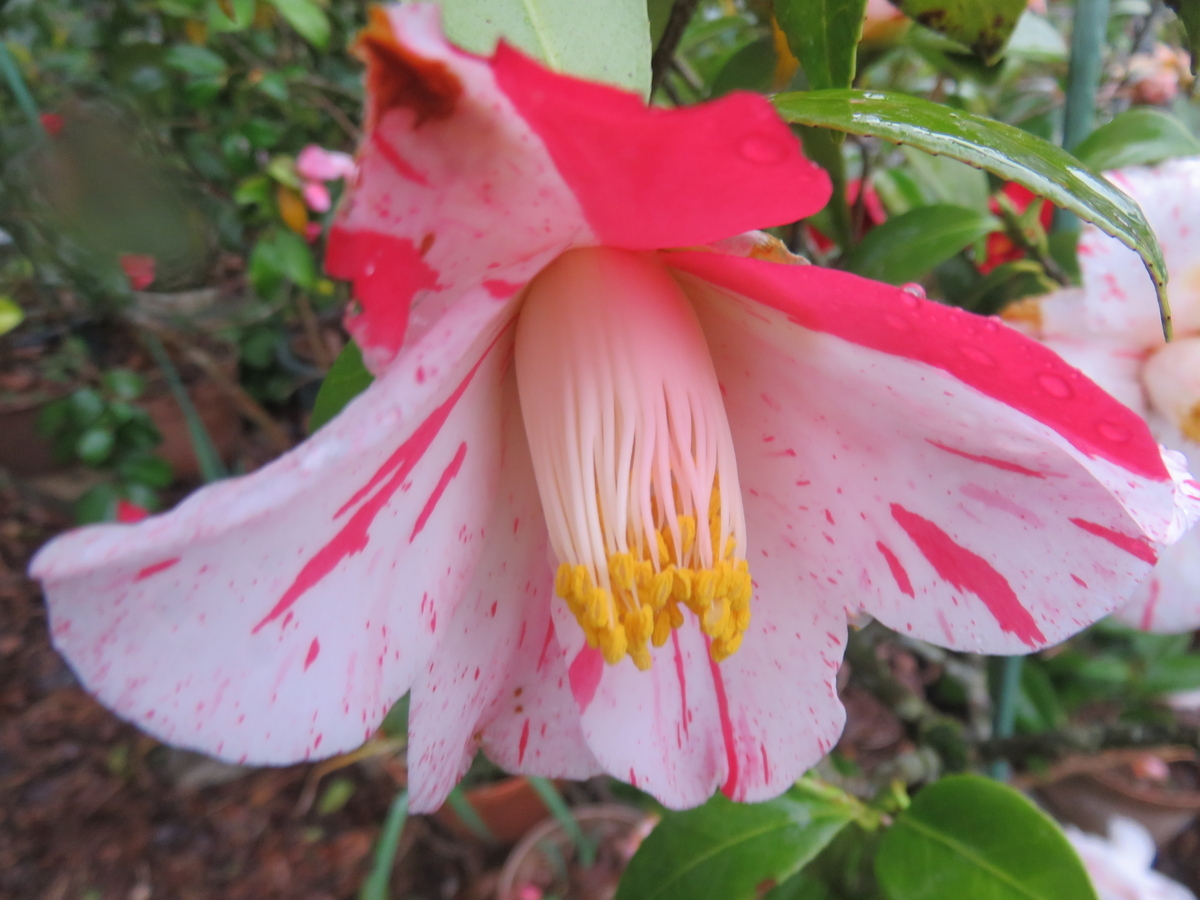椿「燕返し」 2 - さくらの部屋（庭）の花日記