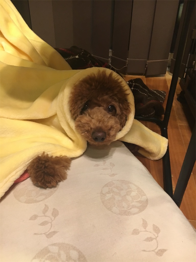 f:id:sakuranbo23:20190419185101j:image f:id:sakuranbo23:20190419185101j:image