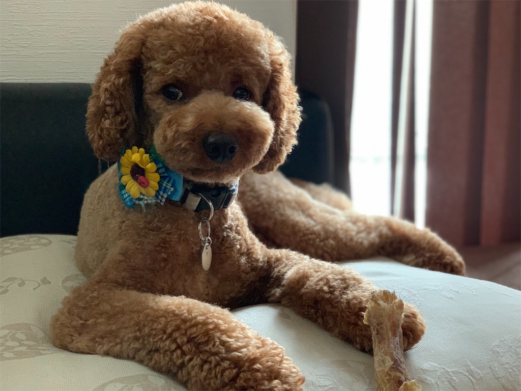 f:id:sakuranbo23:20190828160305j:image f:id:sakuranbo23:20190828160305j:image