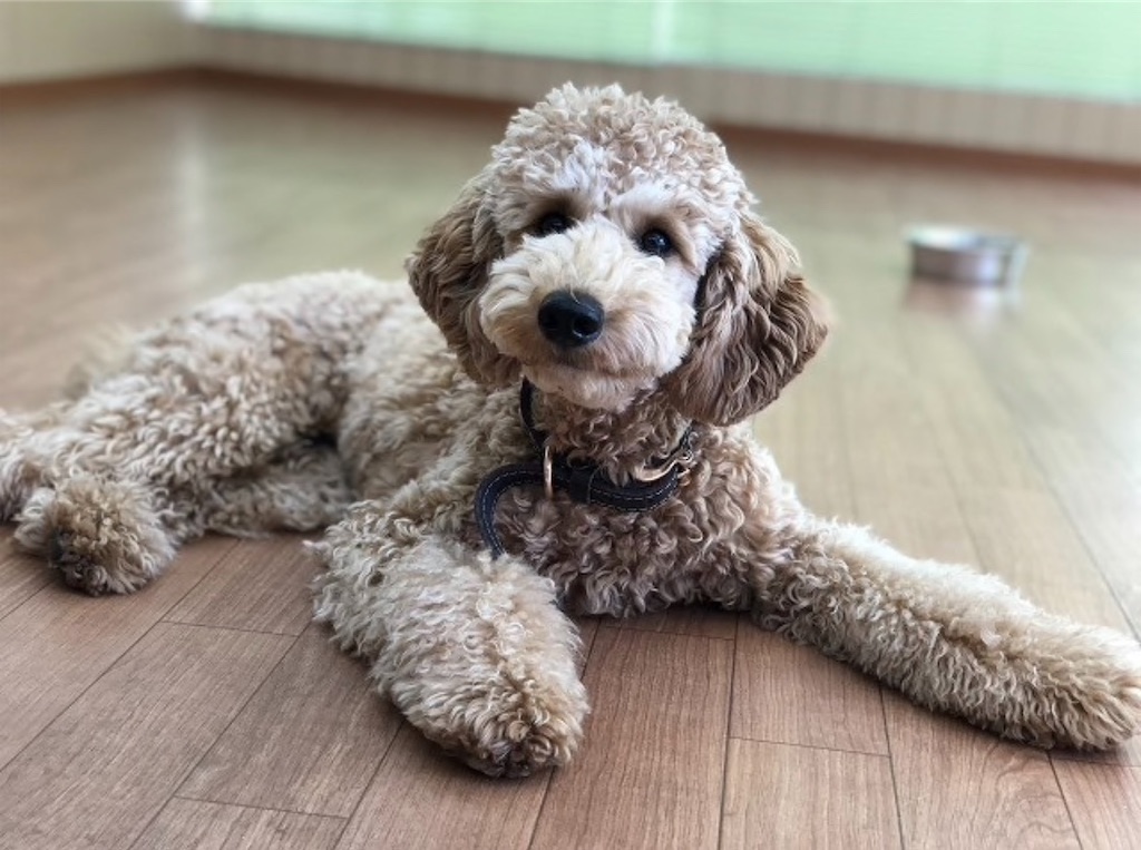f:id:sakuranbo23:20191027221732j:image