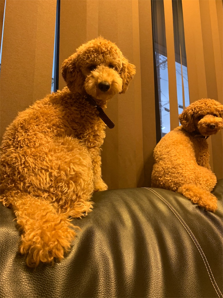 f:id:sakuranbo23:20191117223537j:image