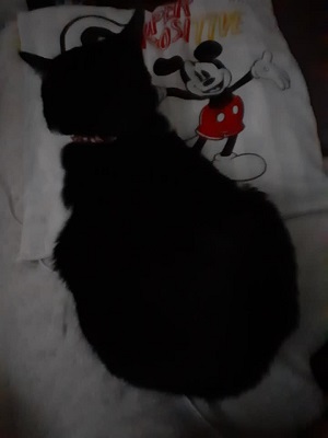 f:id:sakuraneko358:20200212232603j:plain f:id:sakuraneko358:20200212232603j:plain