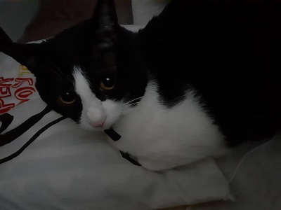 f:id:sakuraneko358:20200212232628j:plain f:id:sakuraneko358:20200212232628j:plain