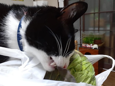 f:id:sakuraneko358:20200319001415j:plain