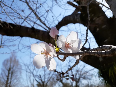 f:id:sakuraneko358:20200324000817j:plain
