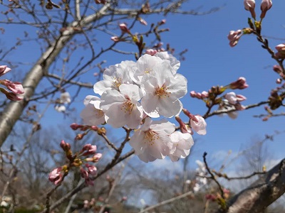 f:id:sakuraneko358:20200327002336j:plain f:id:sakuraneko358:20200327002336j:plain
