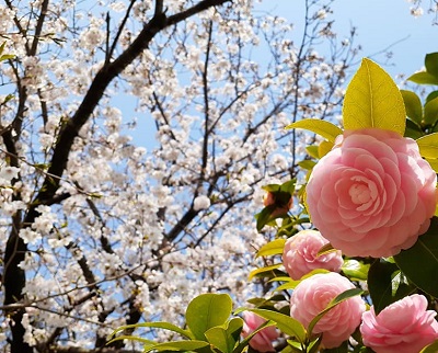f:id:sakuraneko358:20200403003107j:plain f:id:sakuraneko358:20200403003107j:plain